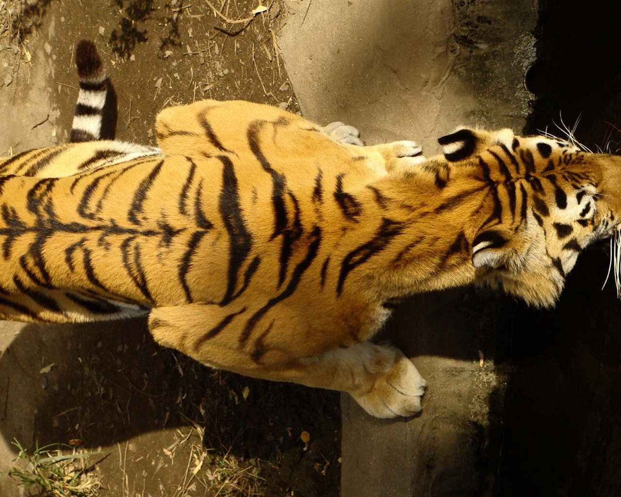 Tiger Wallpaper Foto (4) #9 - 1280x1024