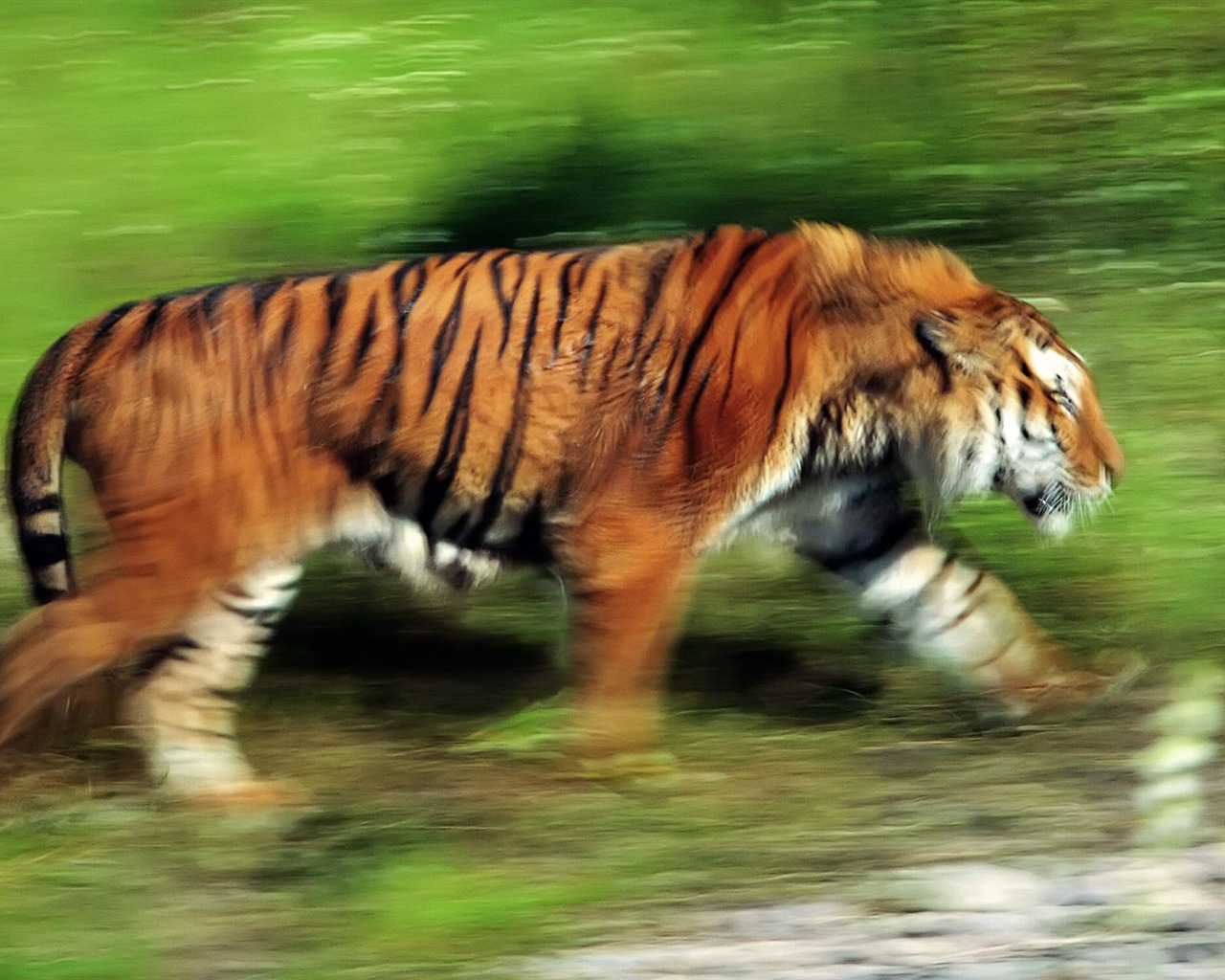 Tiger Wallpaper Foto (4) #11 - 1280x1024