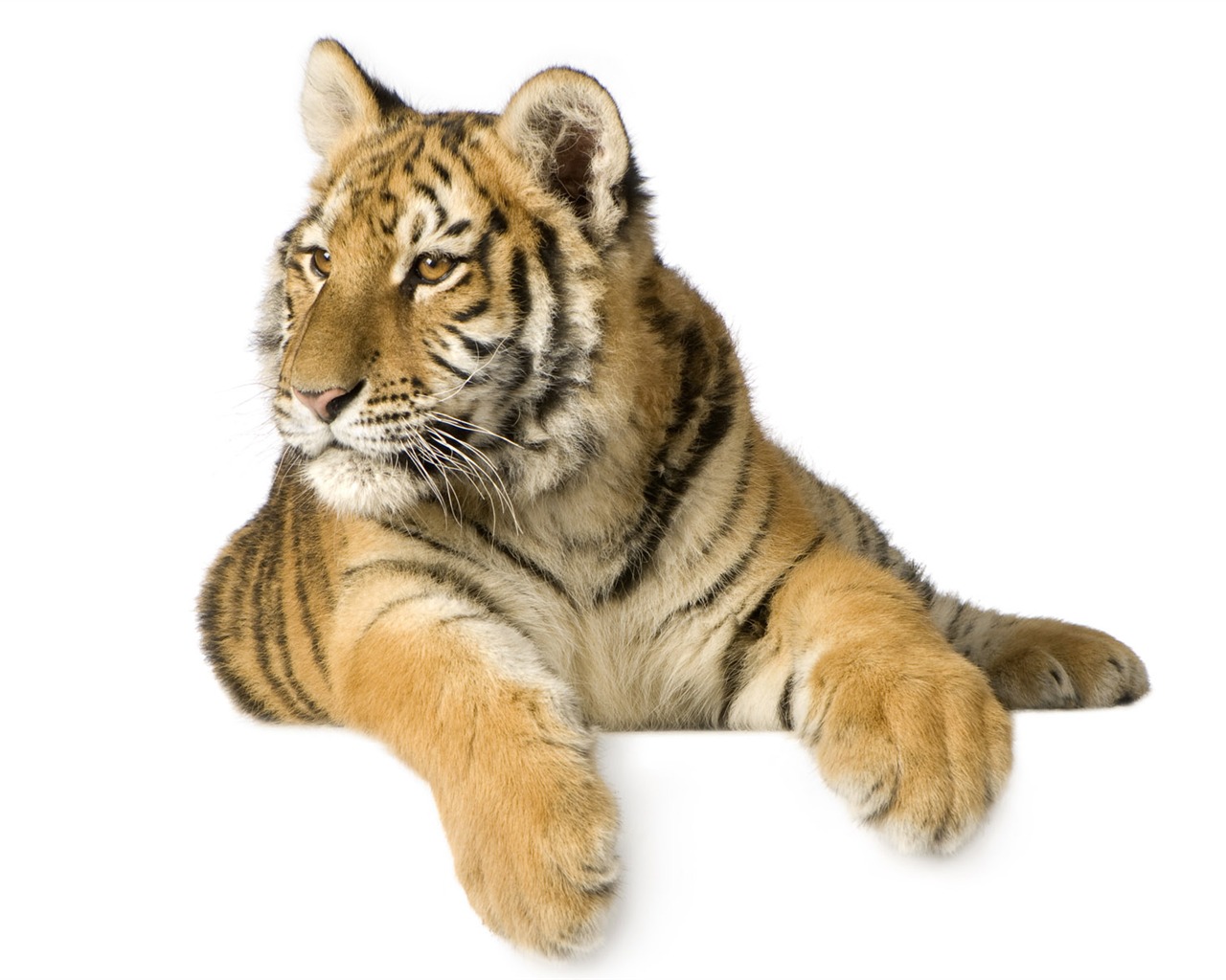 Tiger Photo Wallpaper (4) #13 - 1280x1024