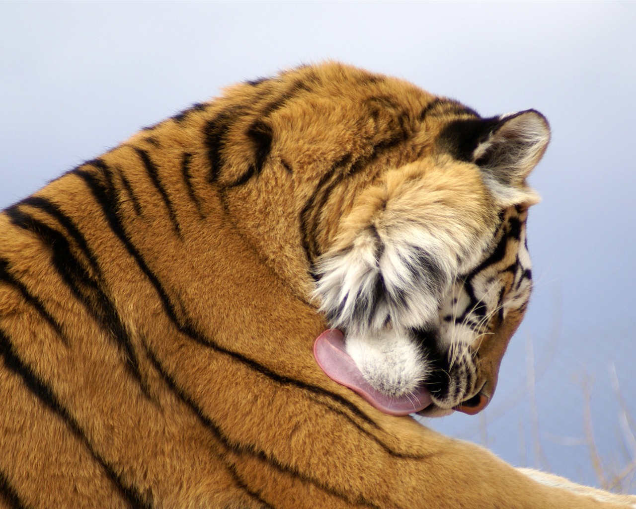 Fond d'écran Tiger Photo (4) #15 - 1280x1024