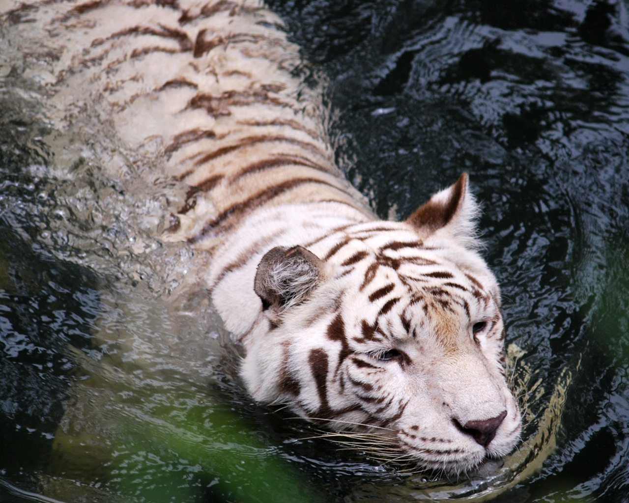 Fond d'écran Tiger Photo (4) #18 - 1280x1024