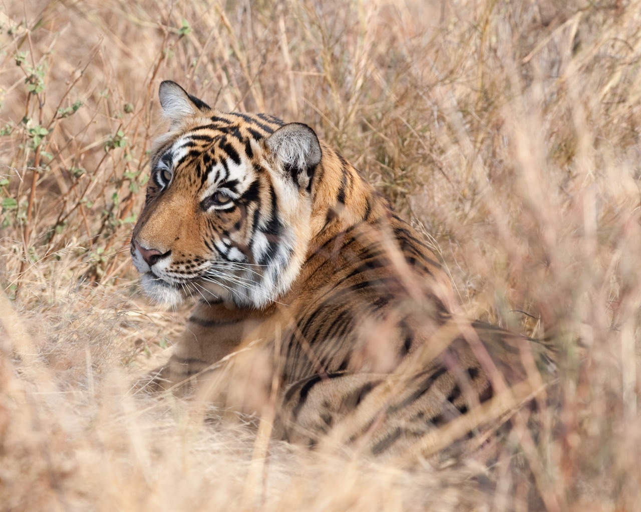 Tiger Wallpaper Foto (4) #19 - 1280x1024