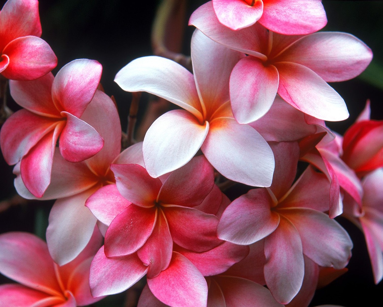 Flowers close-up (18) #7 - 1280x1024