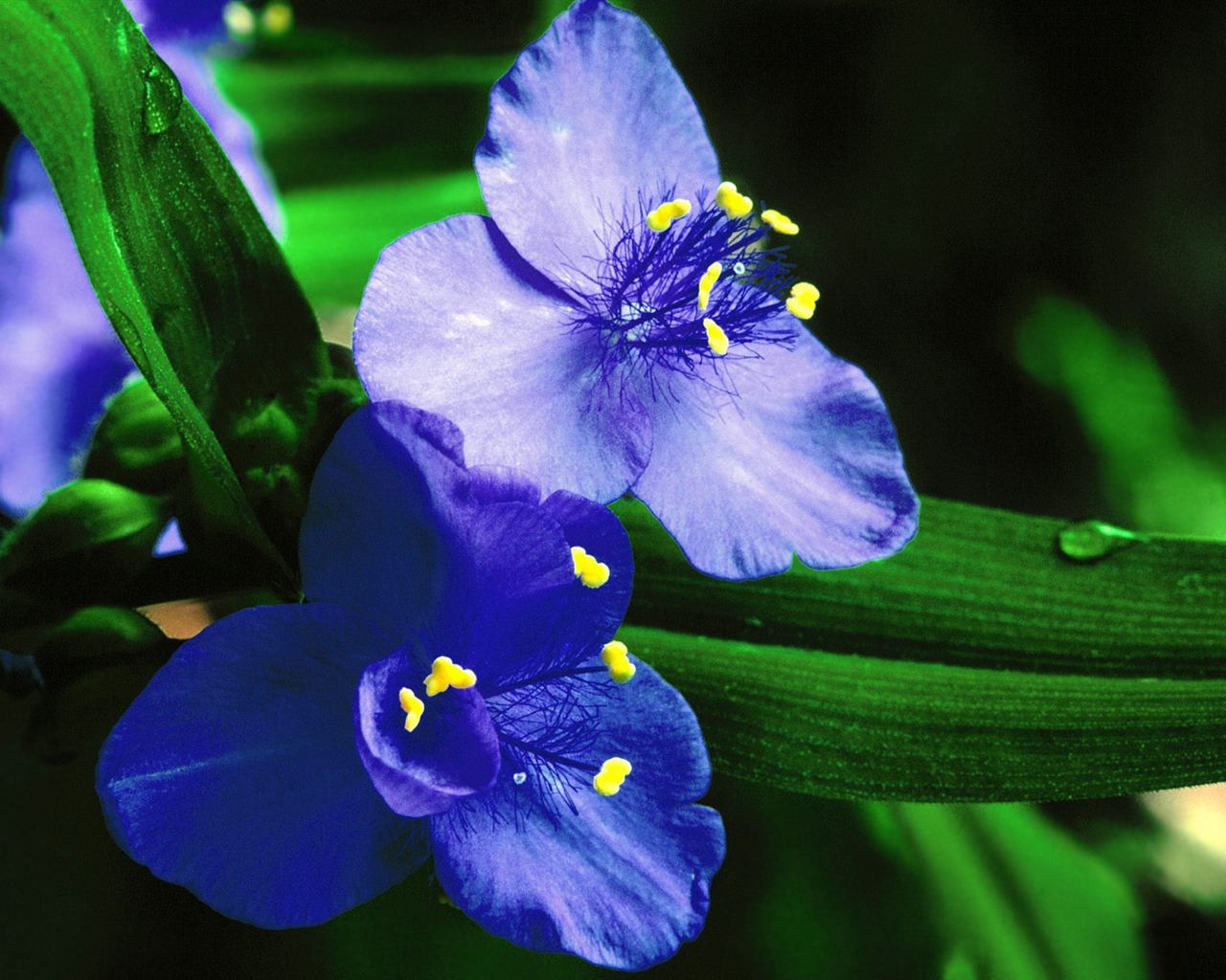 Flowers close-up (18) #10 - 1280x1024