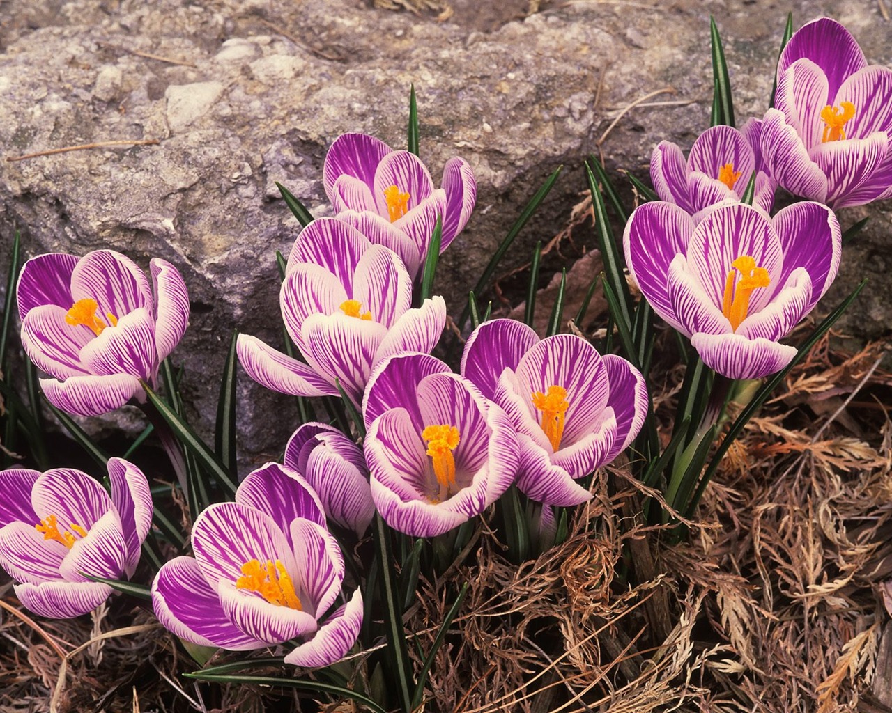 Flowers close-up (18) #14 - 1280x1024