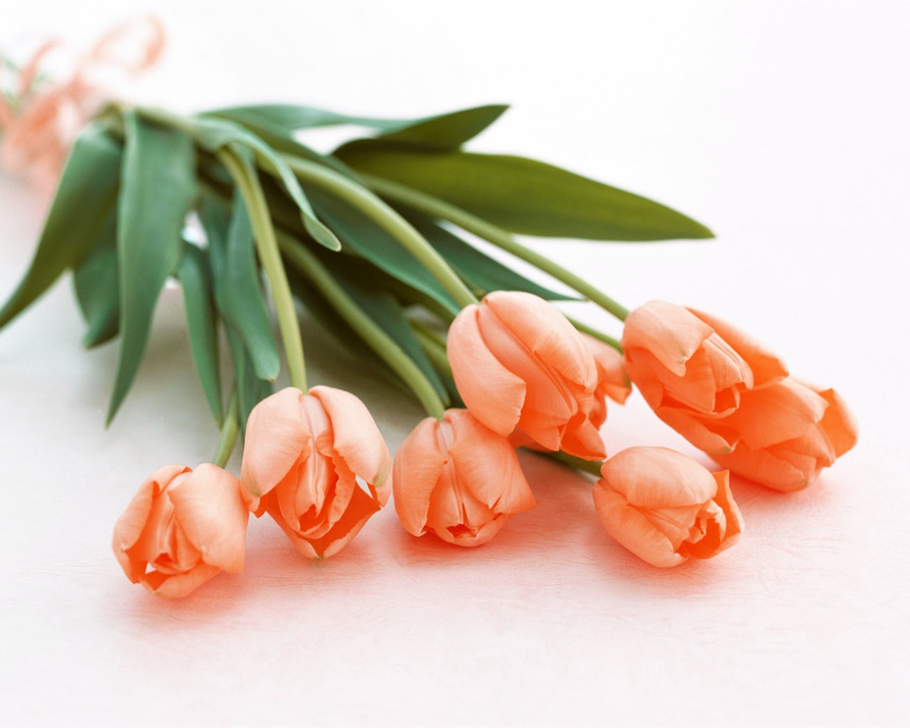 Tulip širokoúhlý Tapeta #1 - 1280x1024