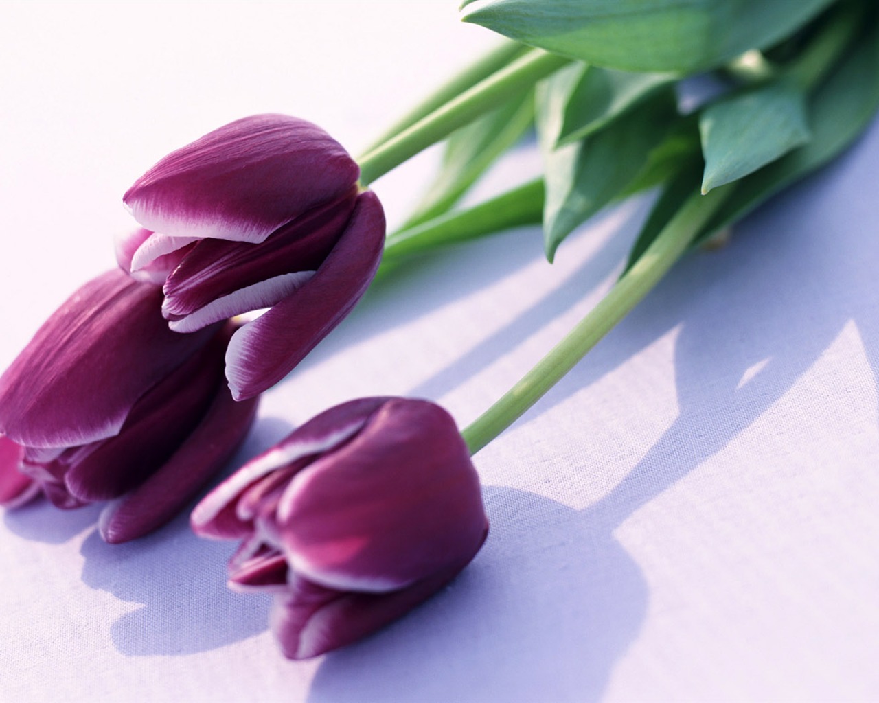 Tulip širokoúhlý Tapeta #2 - 1280x1024