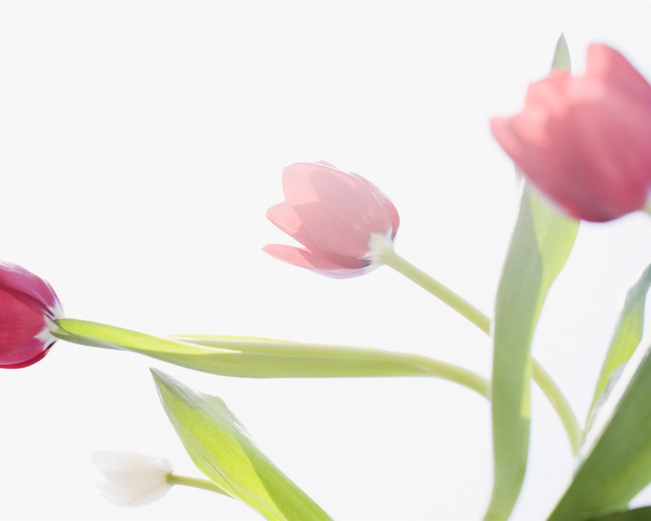 Fondos de pantalla ancha de Tulip #3 - 1280x1024