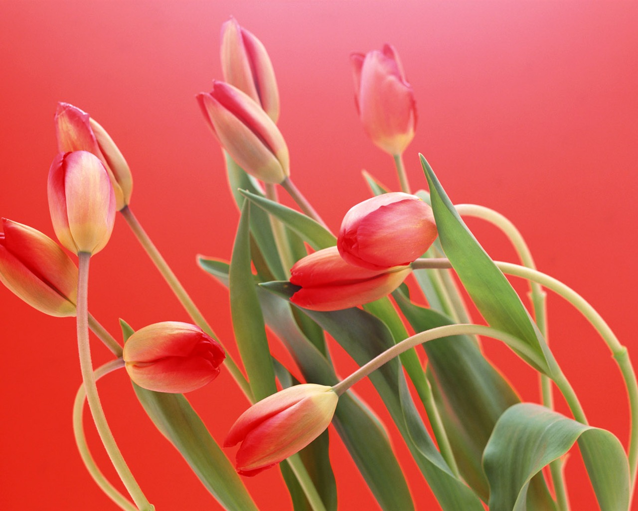 Tulip širokoúhlý Tapeta #4 - 1280x1024