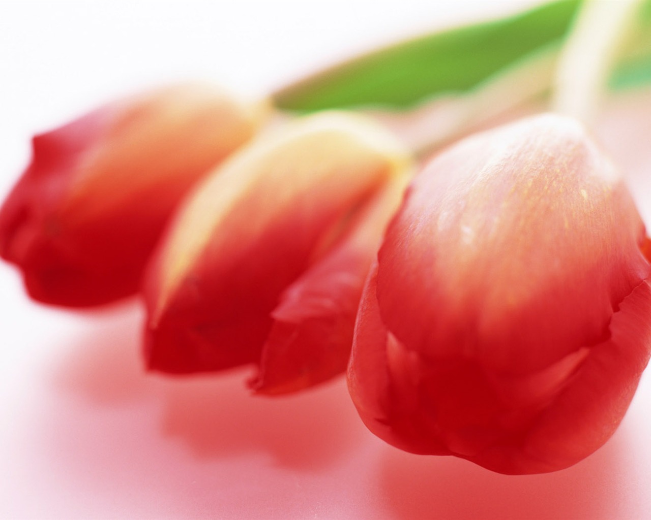 Tulip Widescreen Wallpaper #5 - 1280x1024