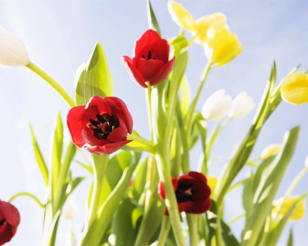 Tulip širokoúhlý Tapeta #6 - 1280x1024