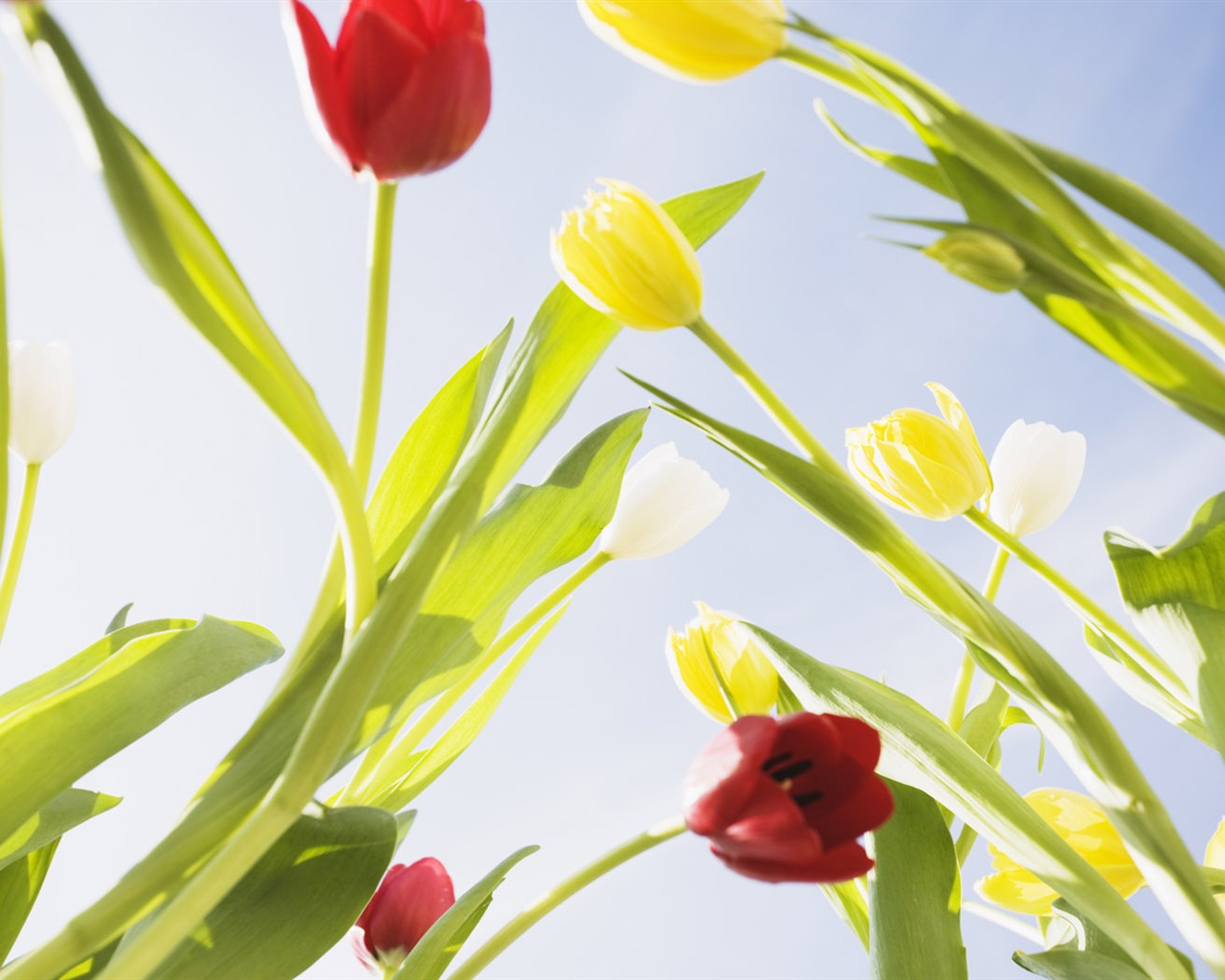 Fond d'écran Widescreen Tulip #7 - 1280x1024