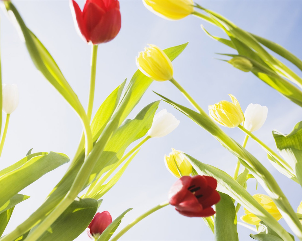 Tulip širokoúhlý Tapeta #7 - 1280x1024