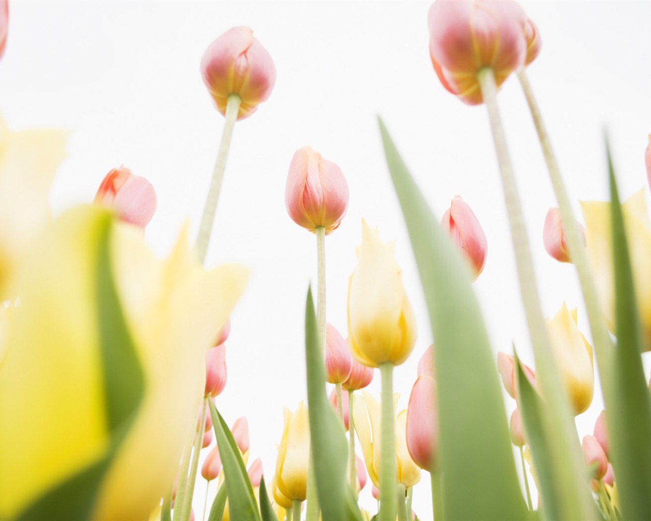 Fond d'écran Widescreen Tulip #8 - 1280x1024