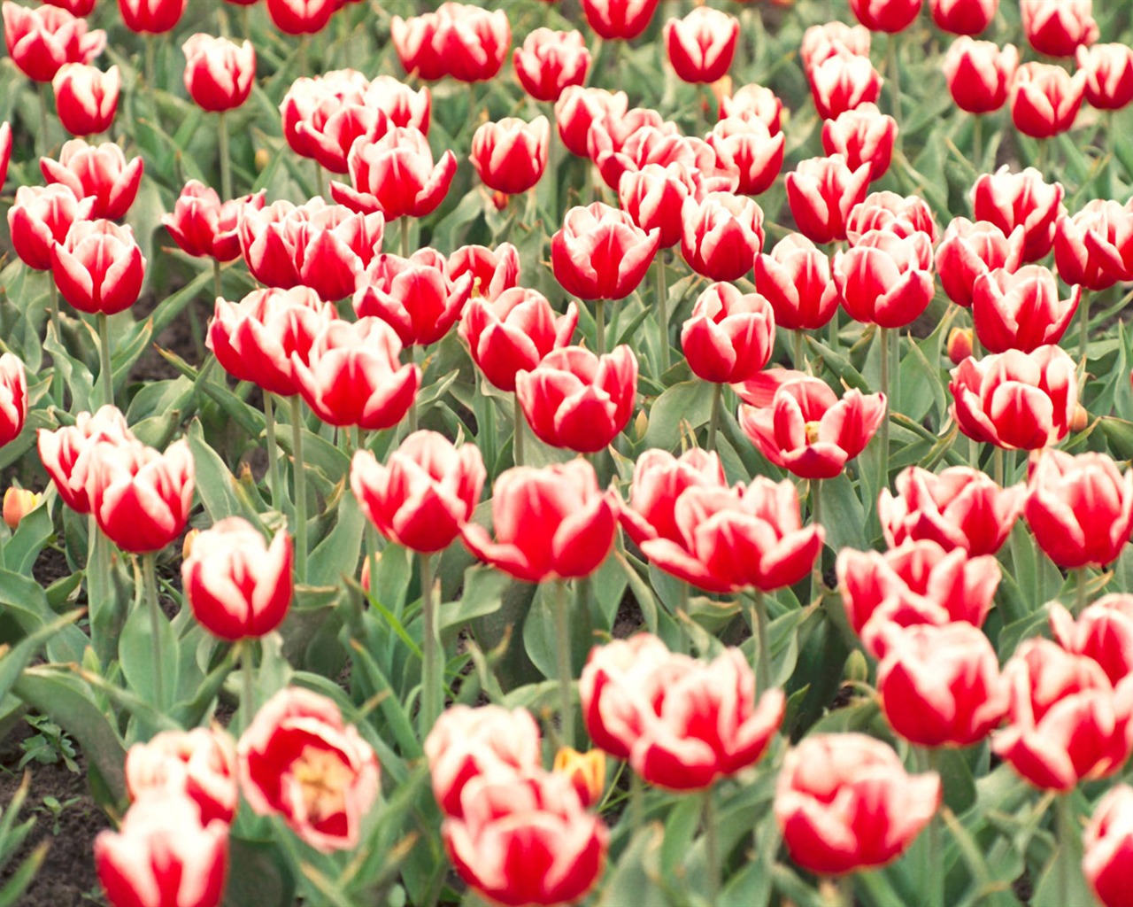 Tulip Widescreen Wallpaper #9 - 1280x1024