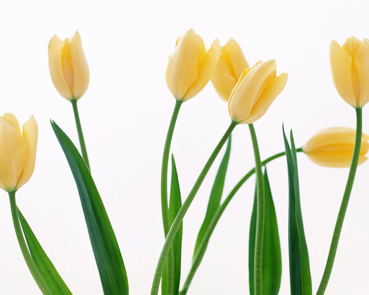 Tulip širokoúhlý Tapeta #10 - 1280x1024
