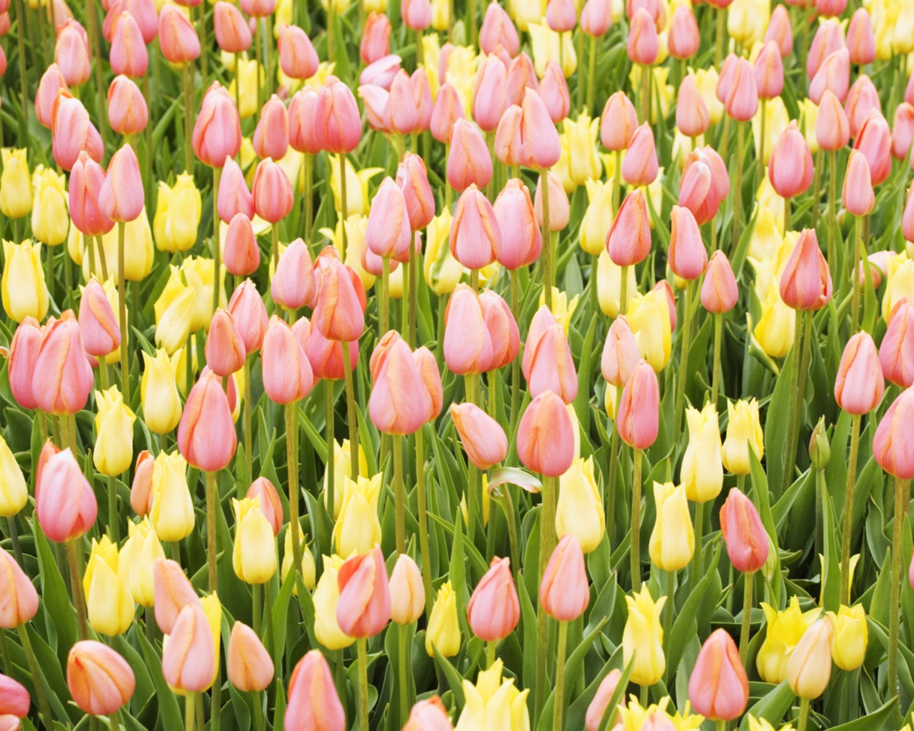 Fond d'écran Widescreen Tulip #11 - 1280x1024
