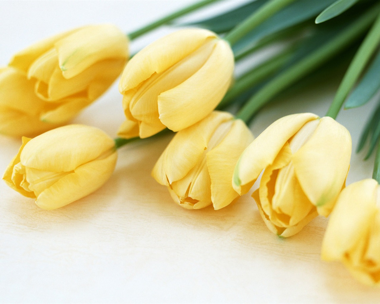 Tulip širokoúhlý Tapeta #13 - 1280x1024