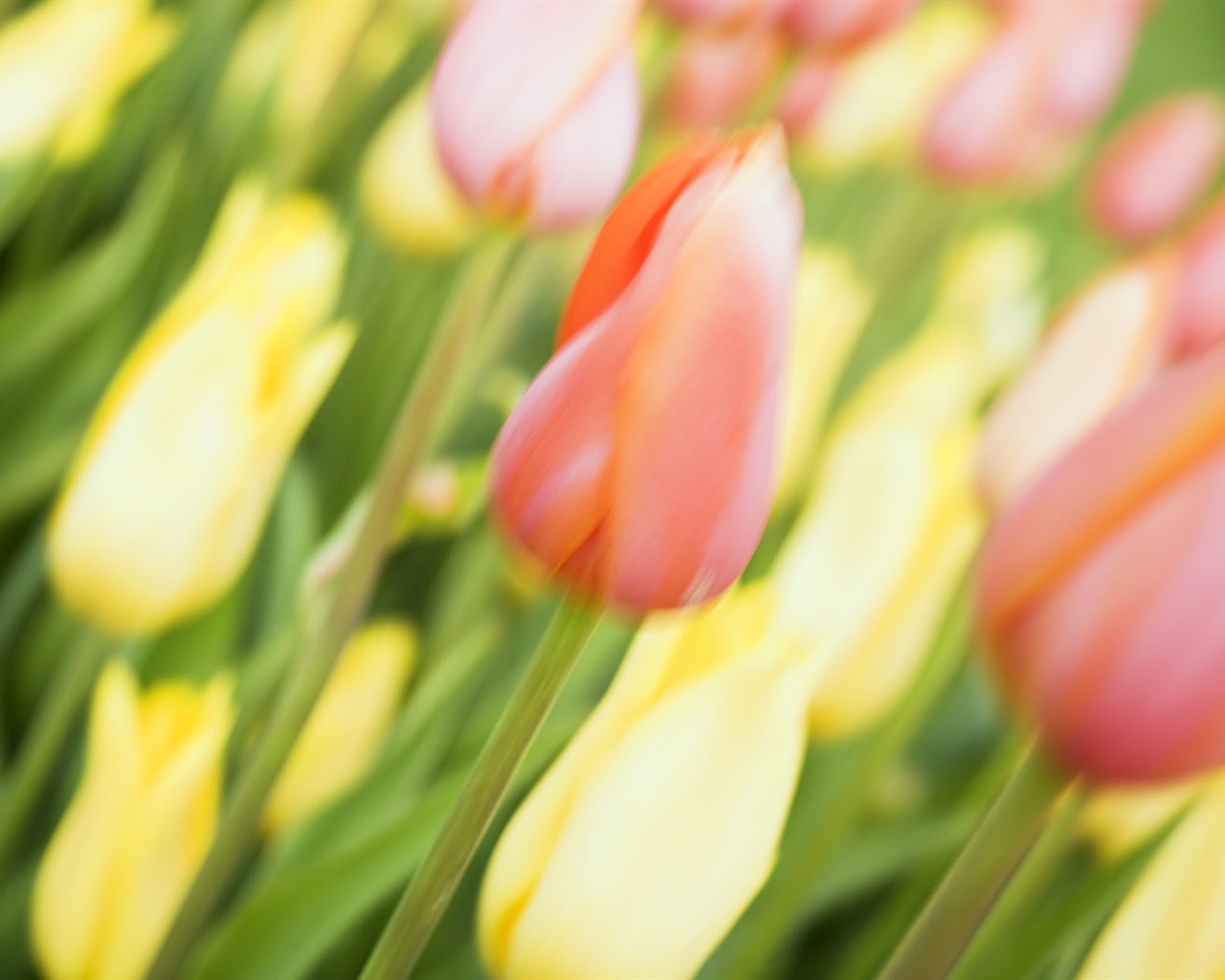 Tulip širokoúhlý Tapeta #14 - 1280x1024