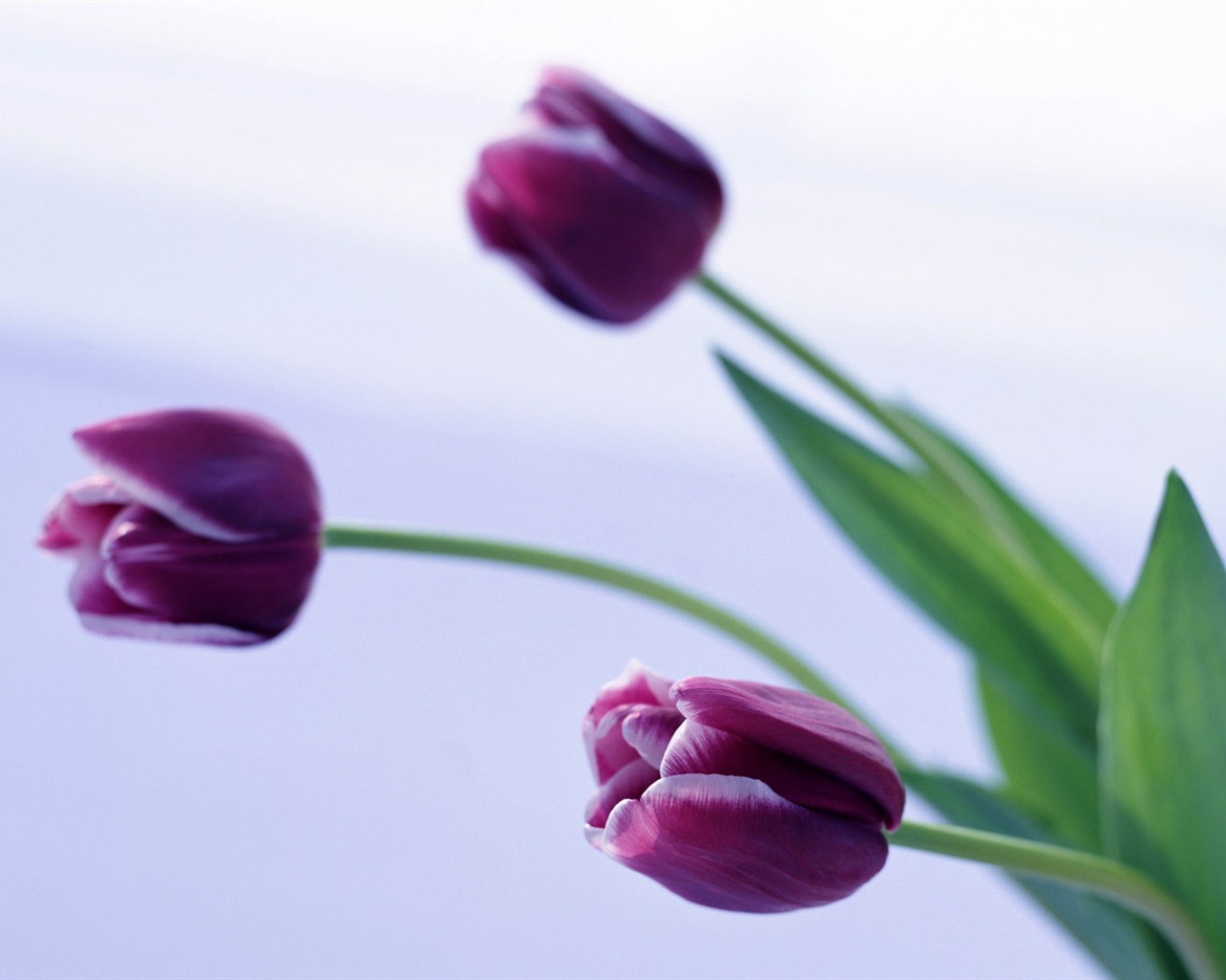 Tulip širokoúhlý Tapeta #15 - 1280x1024