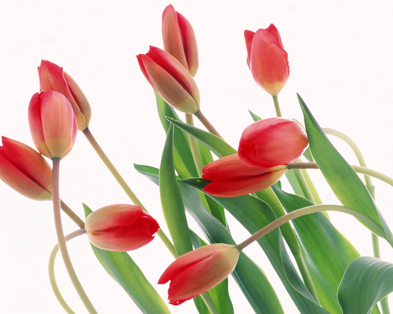 Tulip širokoúhlý Tapeta #16 - 1280x1024