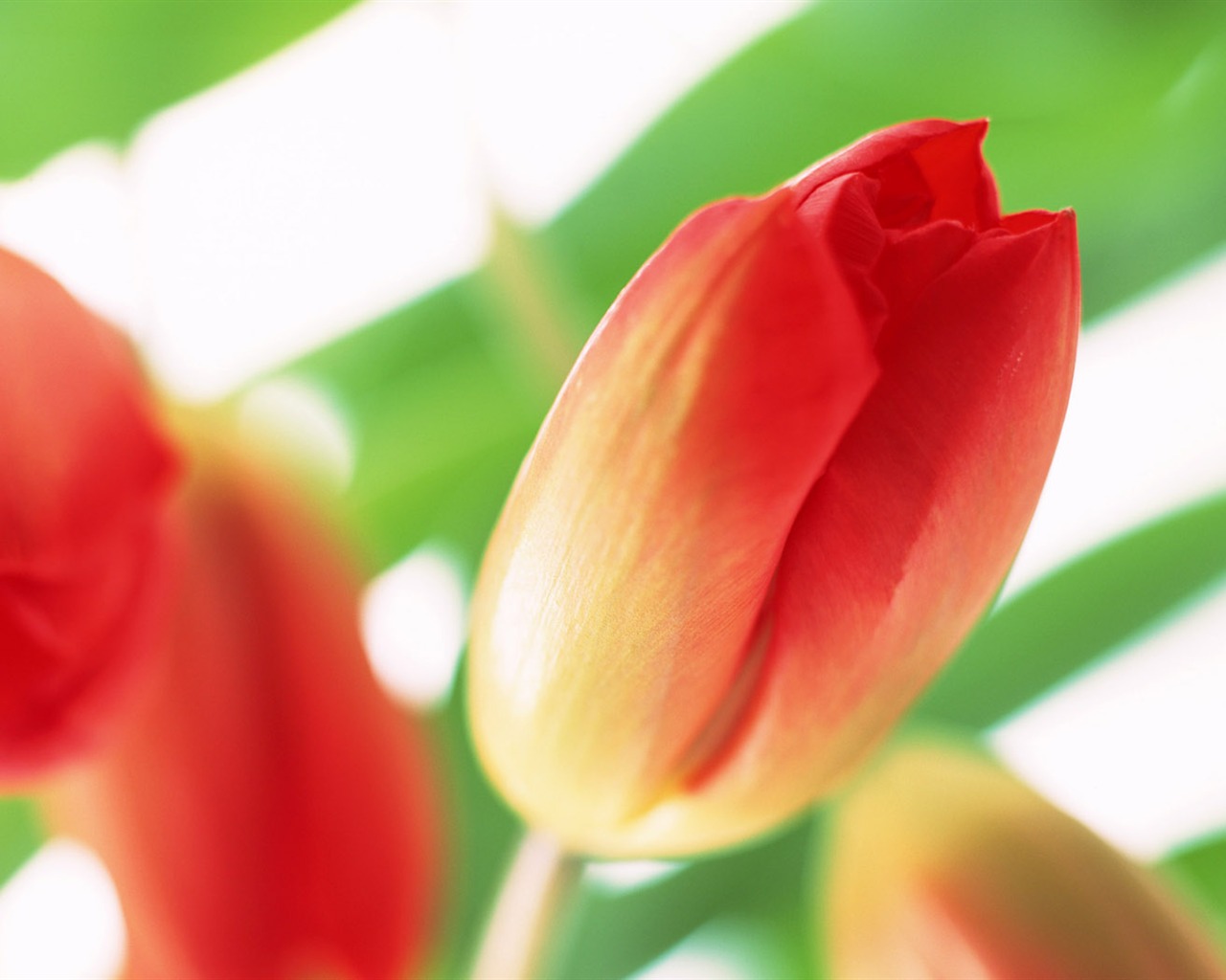 Tulip Widescreen Wallpaper #17 - 1280x1024