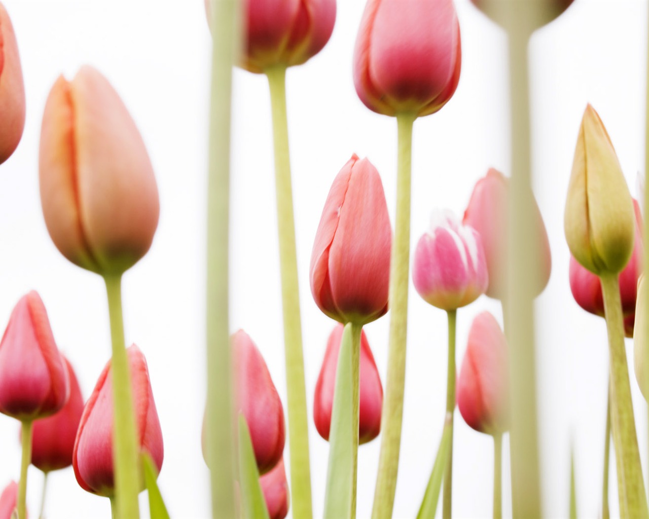 Tulip širokoúhlý Tapeta #18 - 1280x1024
