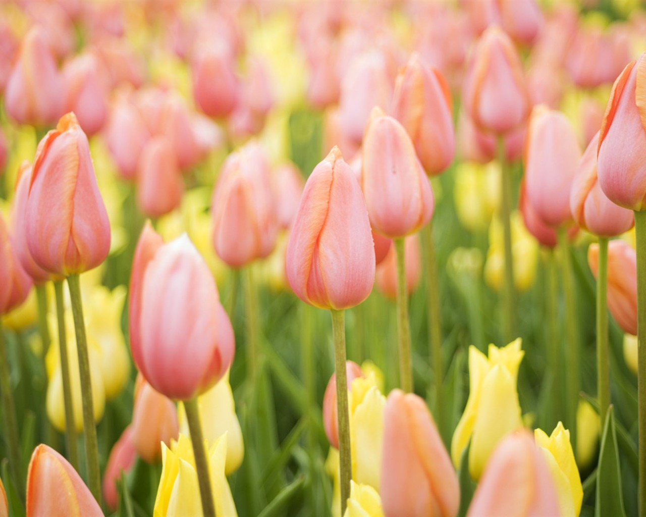 Fond d'écran Widescreen Tulip #19 - 1280x1024