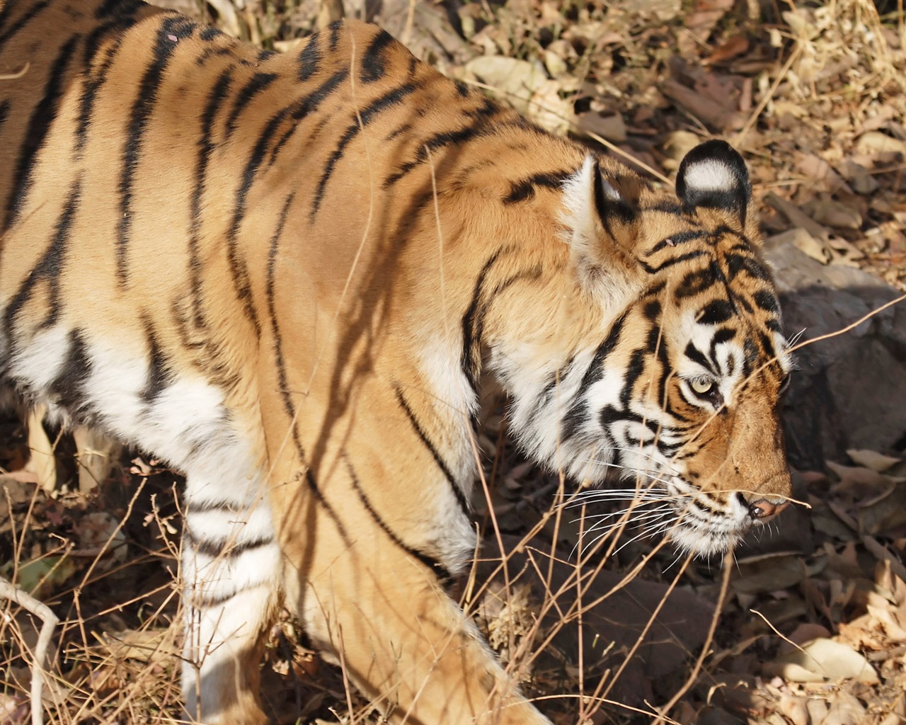 Tiger Foto tapety (5) #2 - 1280x1024