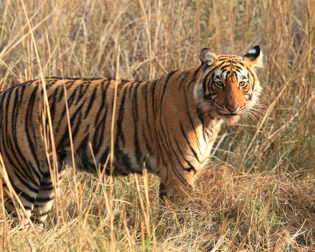 Tiger Foto tapety (5) #3 - 1280x1024