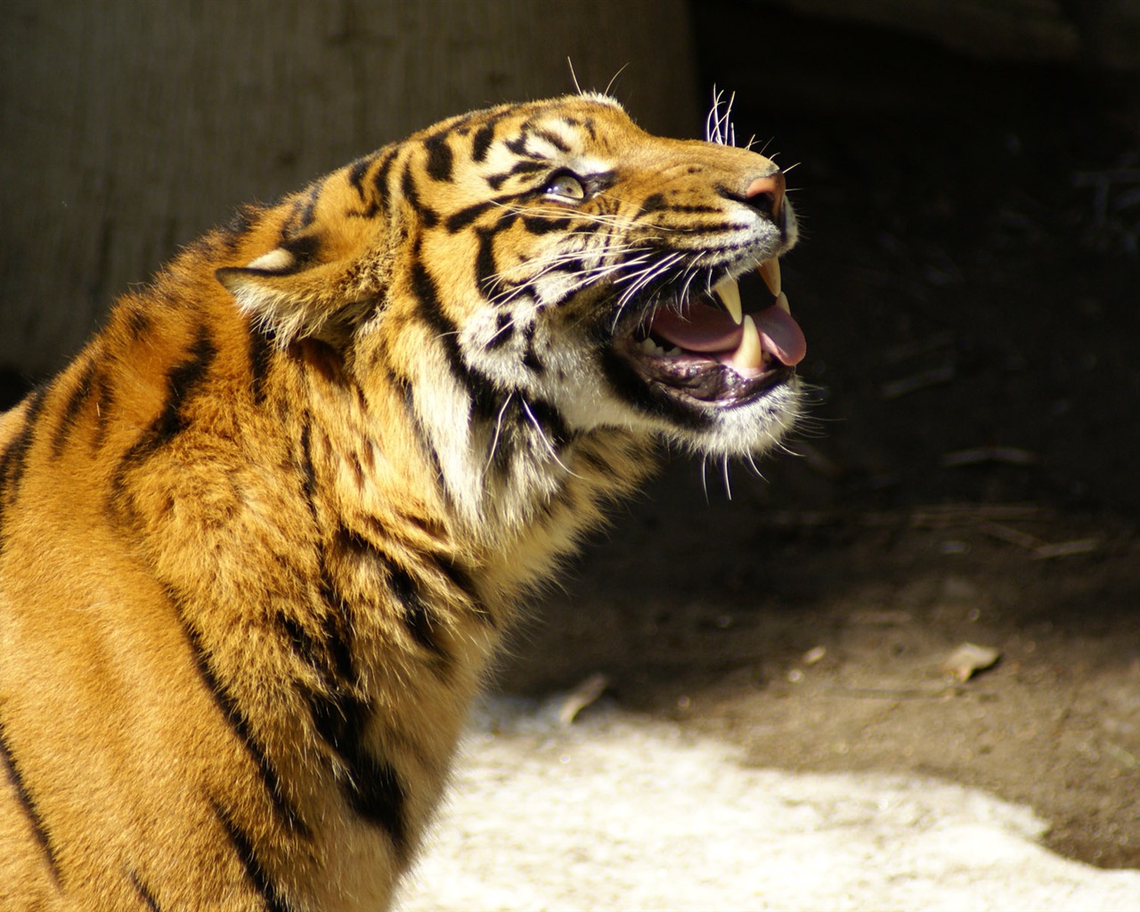 Tiger Foto tapety (5) #4 - 1280x1024