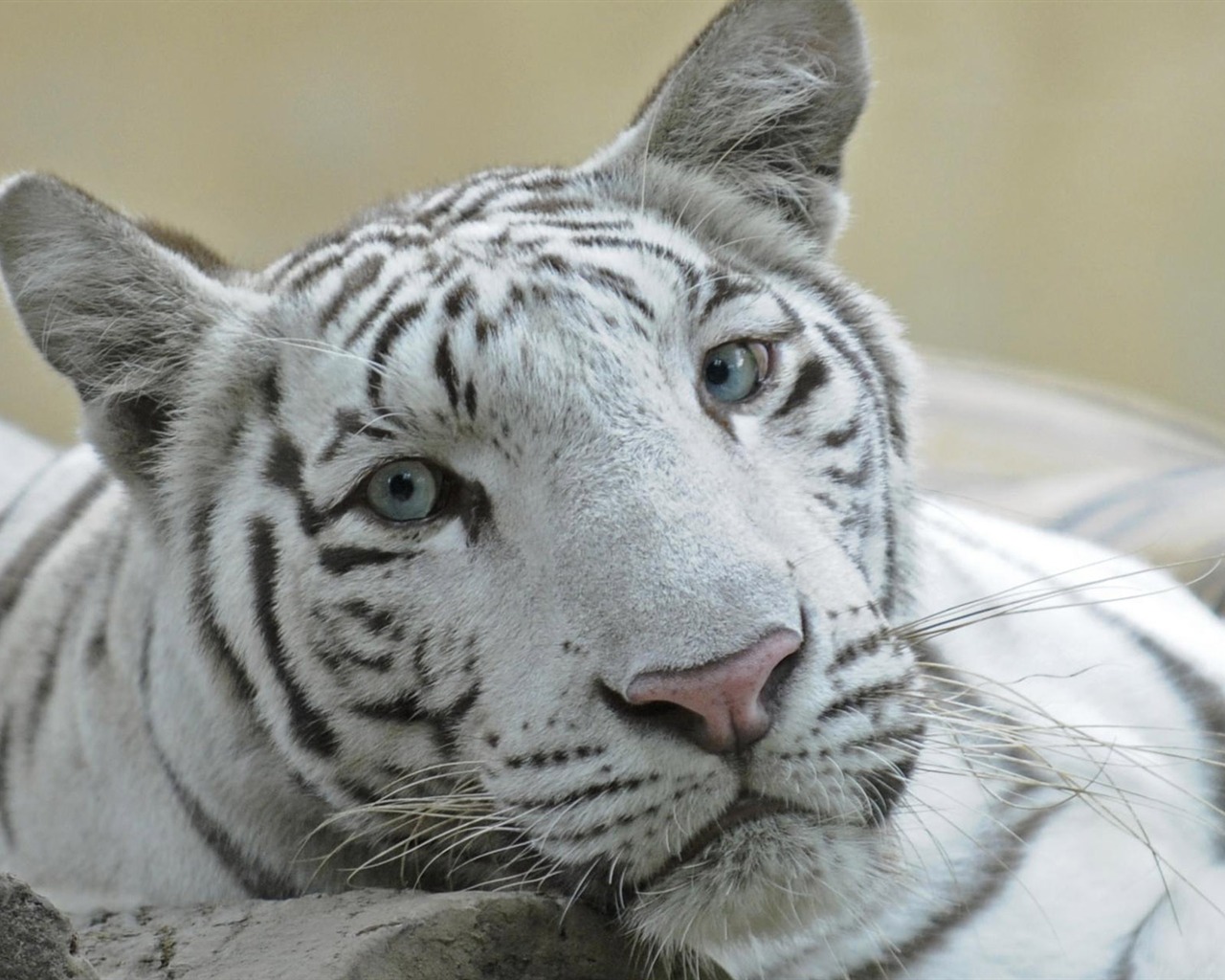 Tiger Foto tapety (5) #5 - 1280x1024