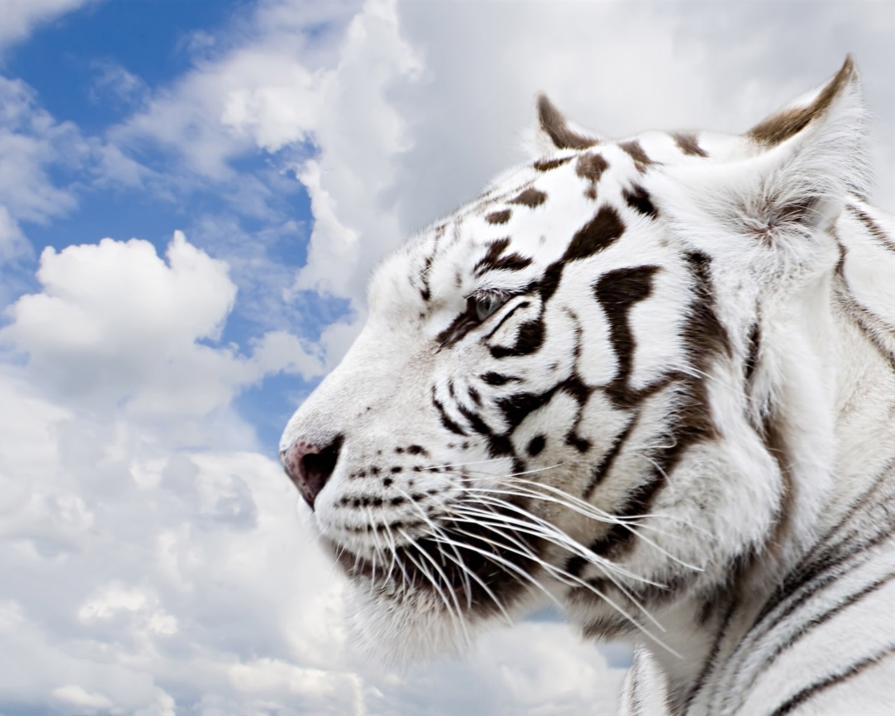 Tiger Foto tapety (5) #6 - 1280x1024