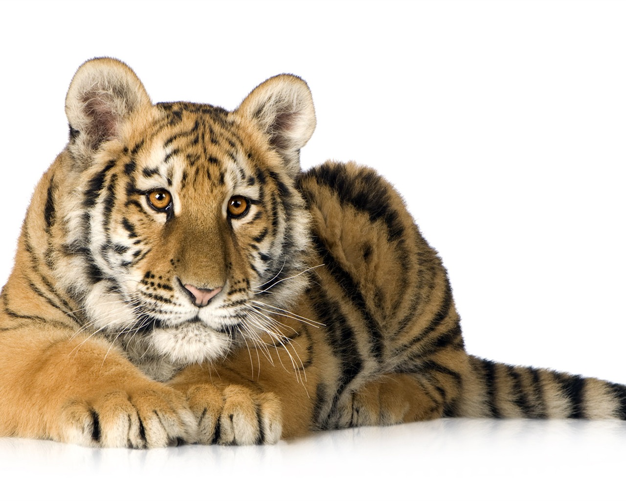 Tiger Foto tapety (5) #7 - 1280x1024