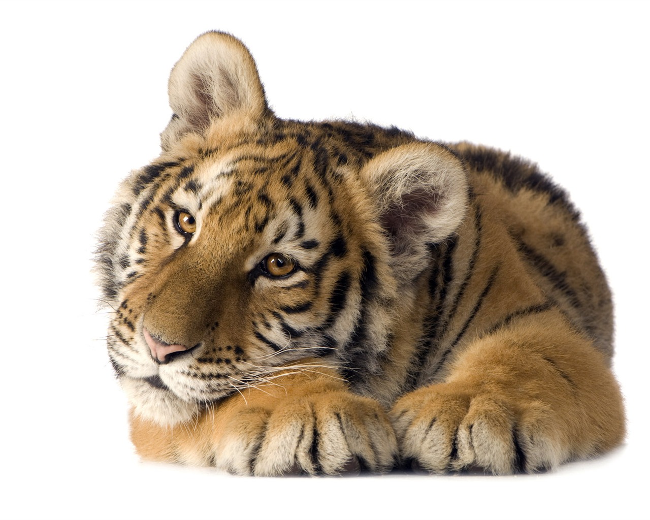 Tiger Foto tapety (5) #8 - 1280x1024