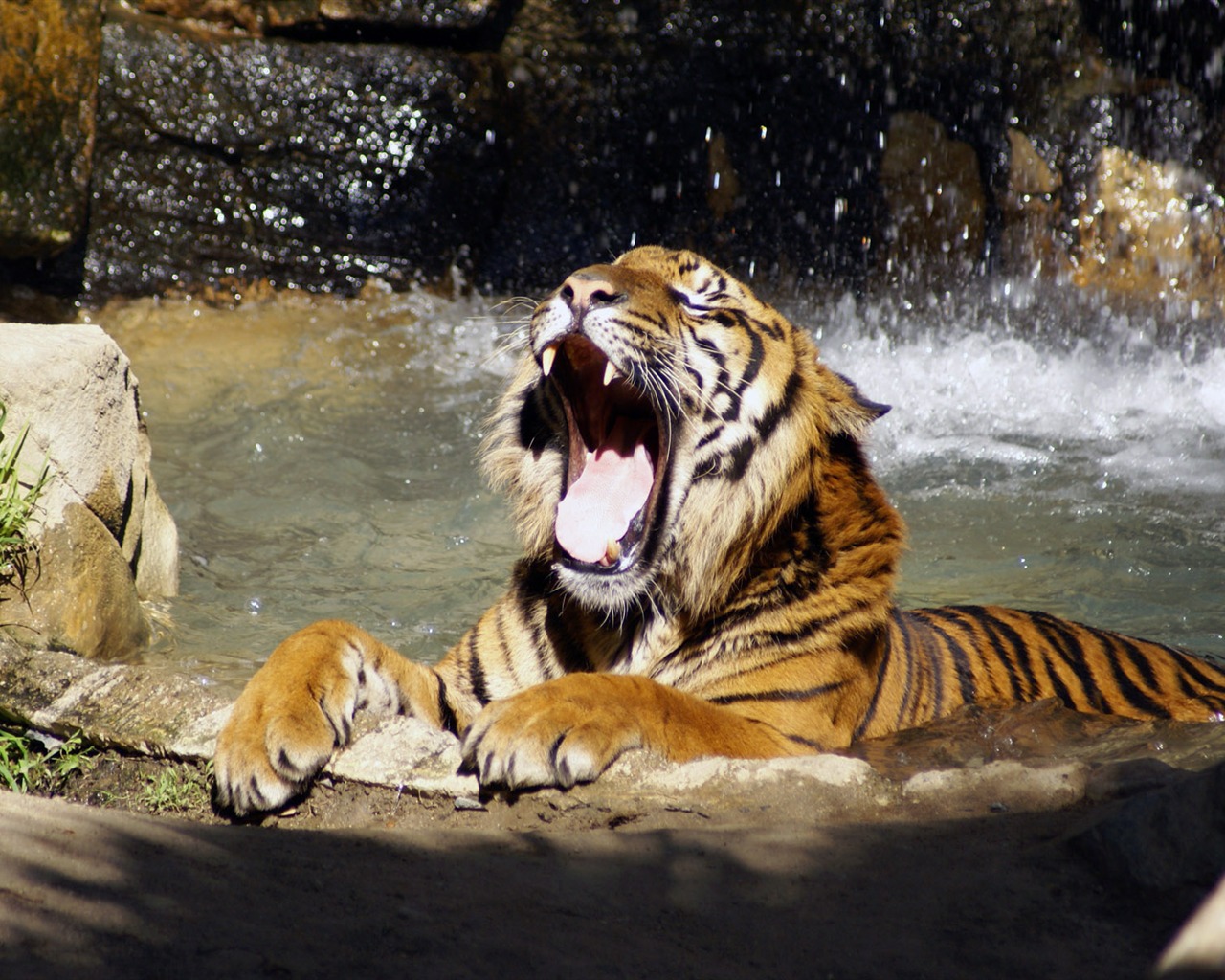 Tiger Foto tapety (5) #9 - 1280x1024