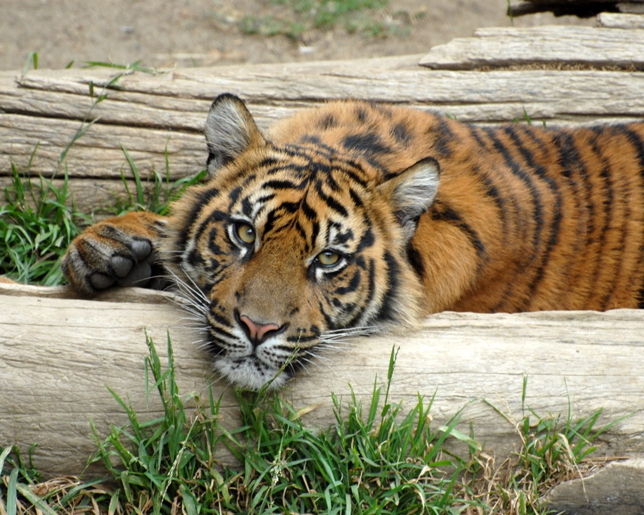 Tiger Foto tapety (5) #10 - 1280x1024