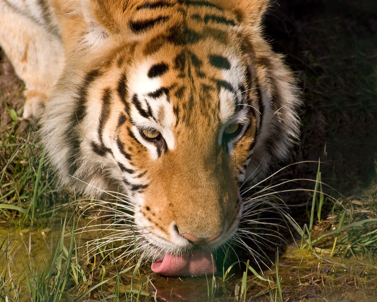 Fond d'écran Tiger Photo (5) #11 - 1280x1024