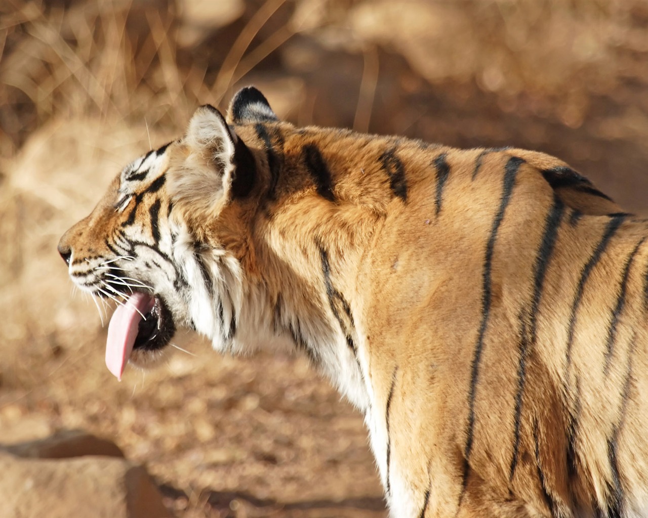 Tiger Foto tapety (5) #12 - 1280x1024