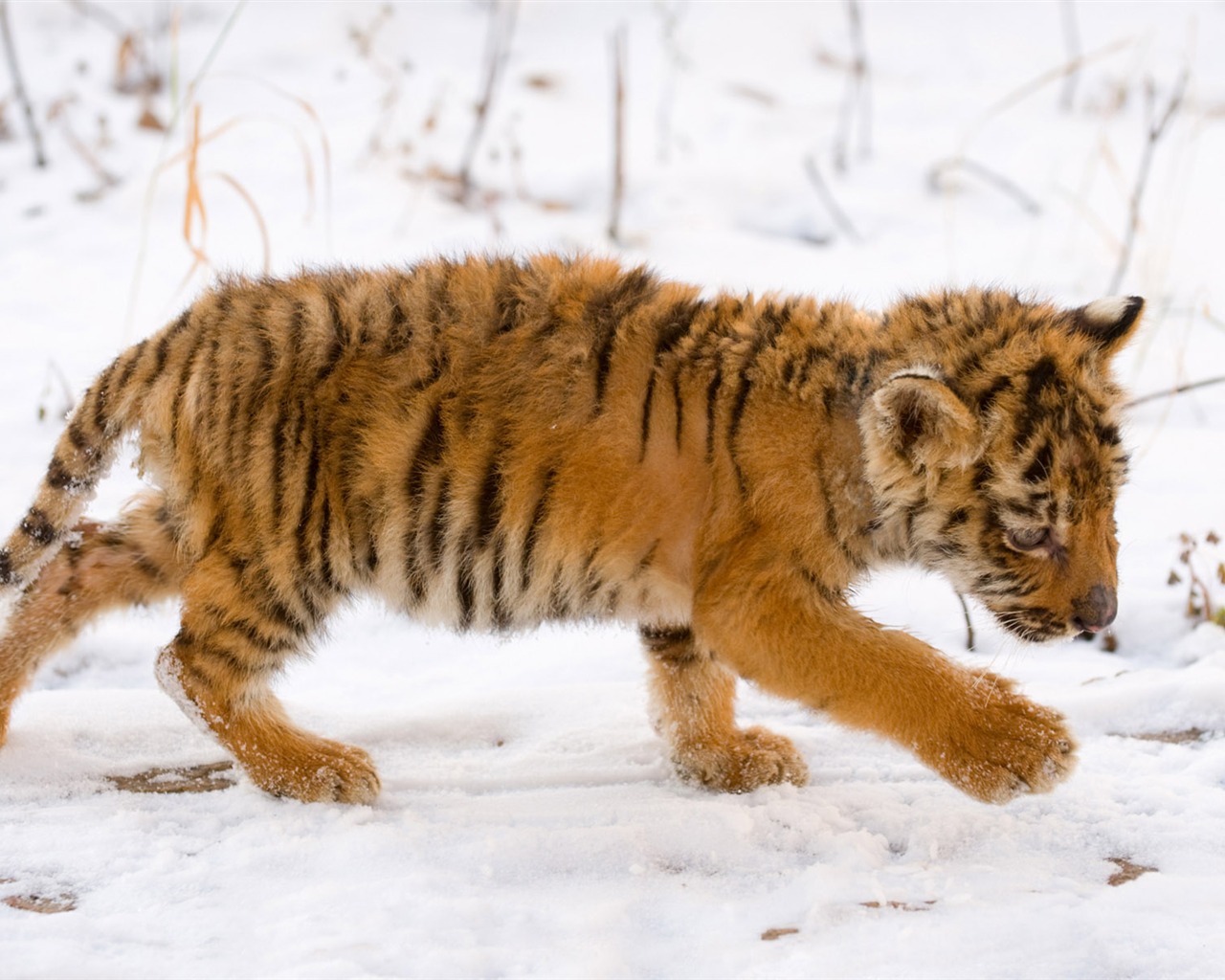 Tiger Foto tapety (5) #14 - 1280x1024