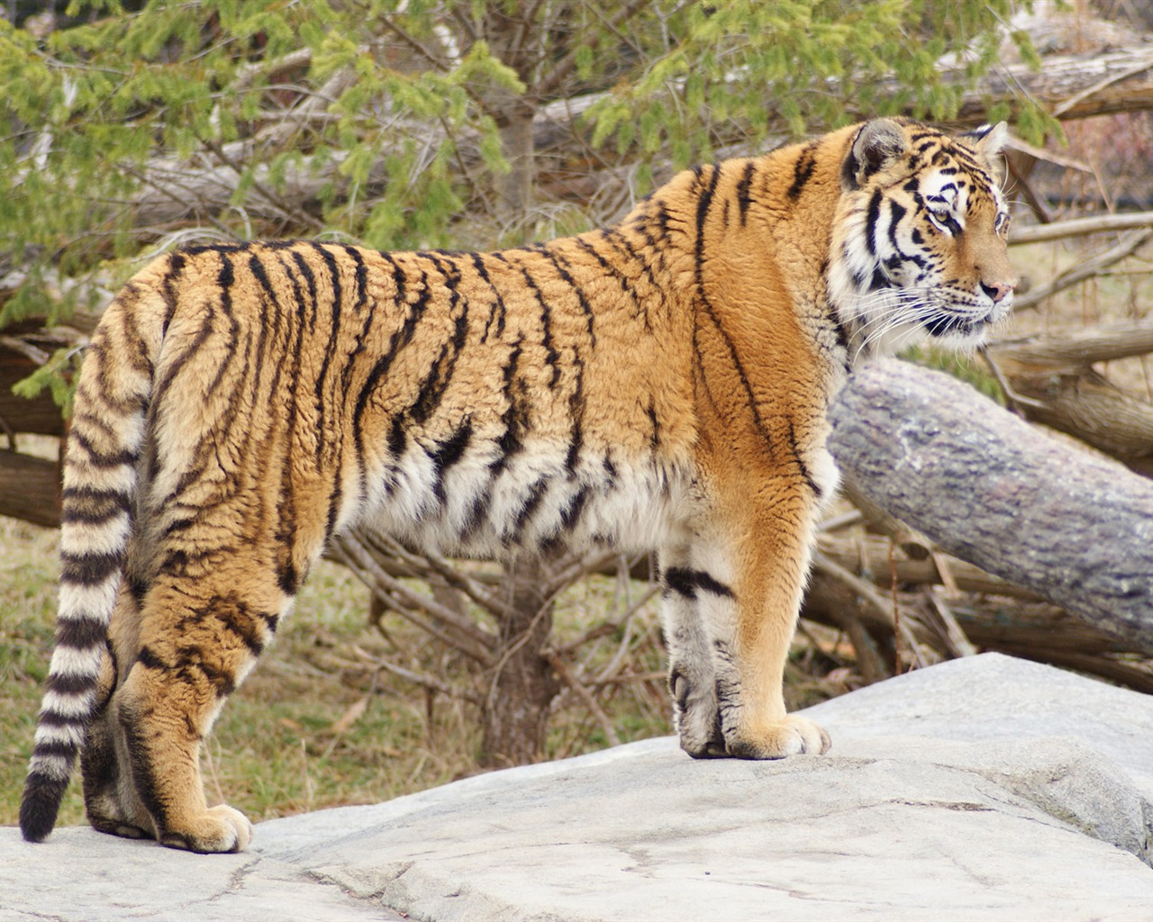 Tiger Foto tapety (5) #15 - 1280x1024