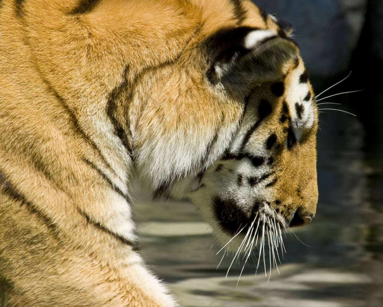Tiger Photo Wallpaper (5) #17 - 1280x1024