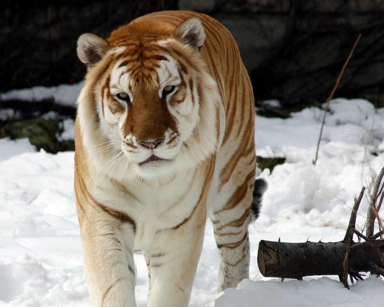 Tiger Foto tapety (5) #19 - 1280x1024