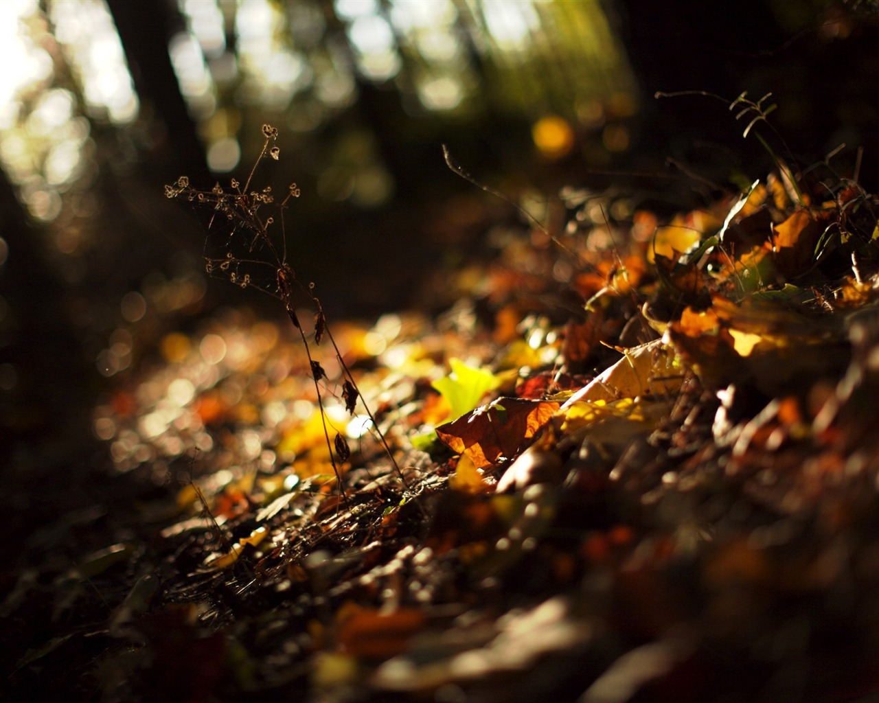 s rytmem přírodní scenérie tapety #25 - 1280x1024