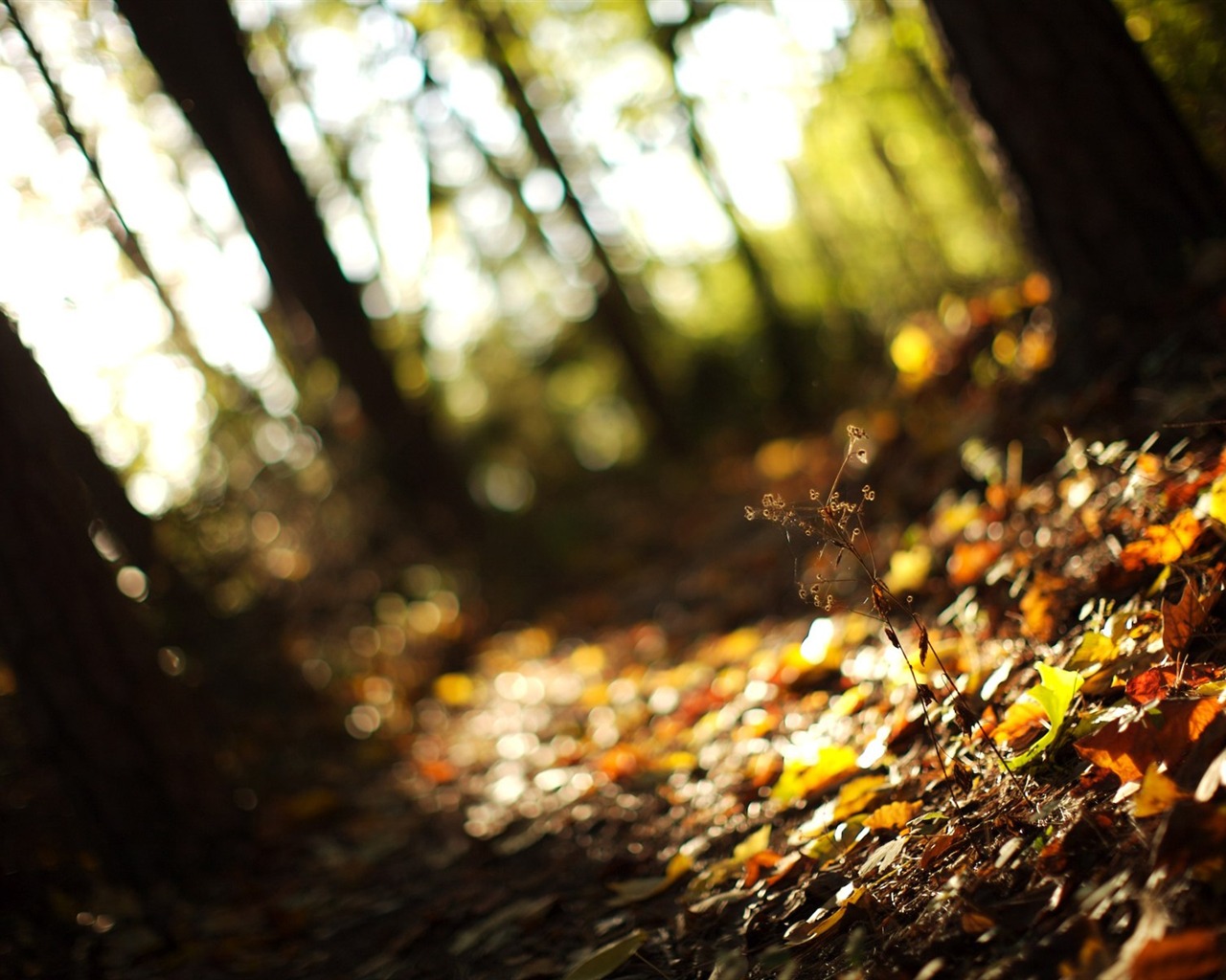 With the beat of natural scenery wallpaper #28 - 1280x1024