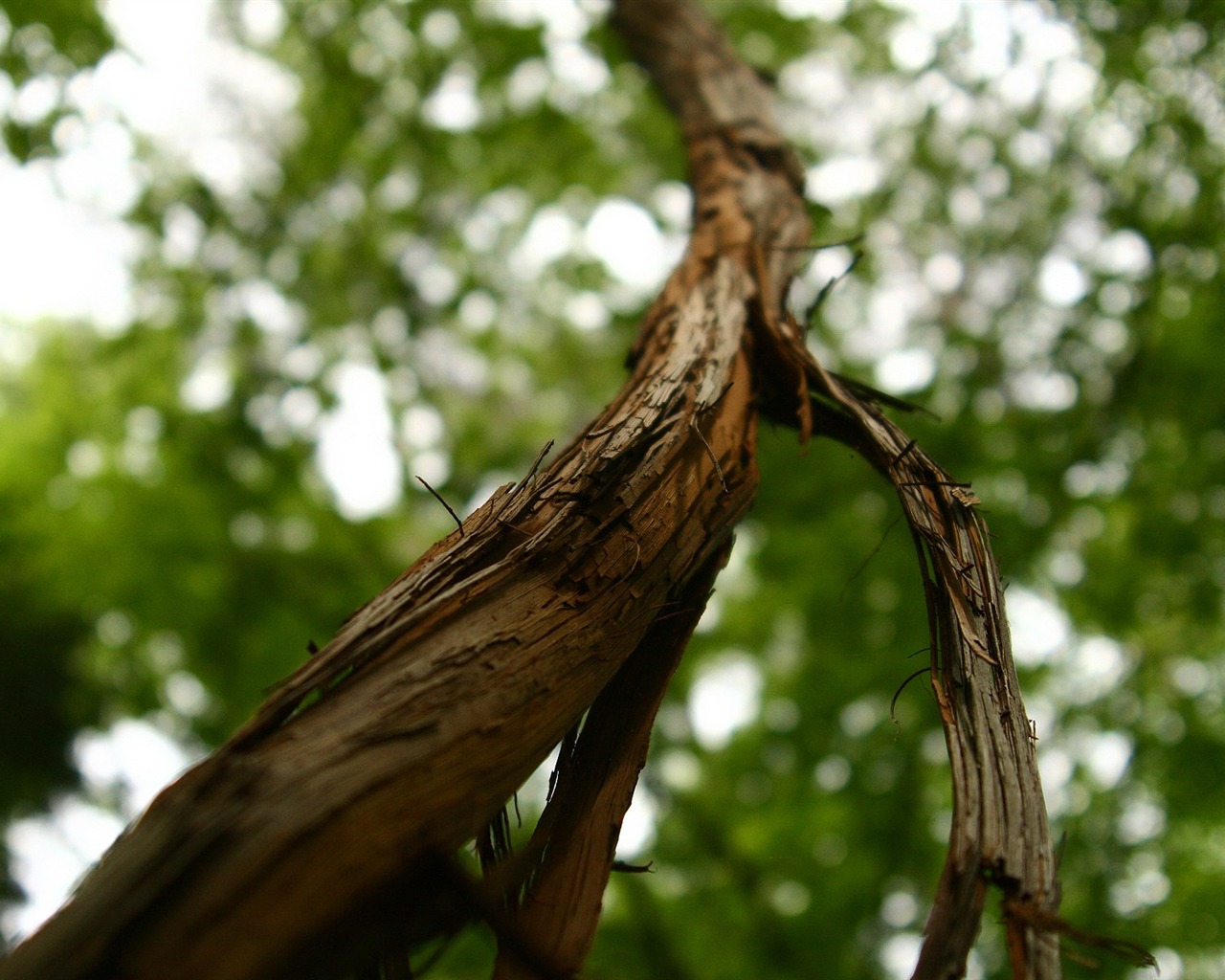 s rytmem přírodní scenérie tapety #32 - 1280x1024
