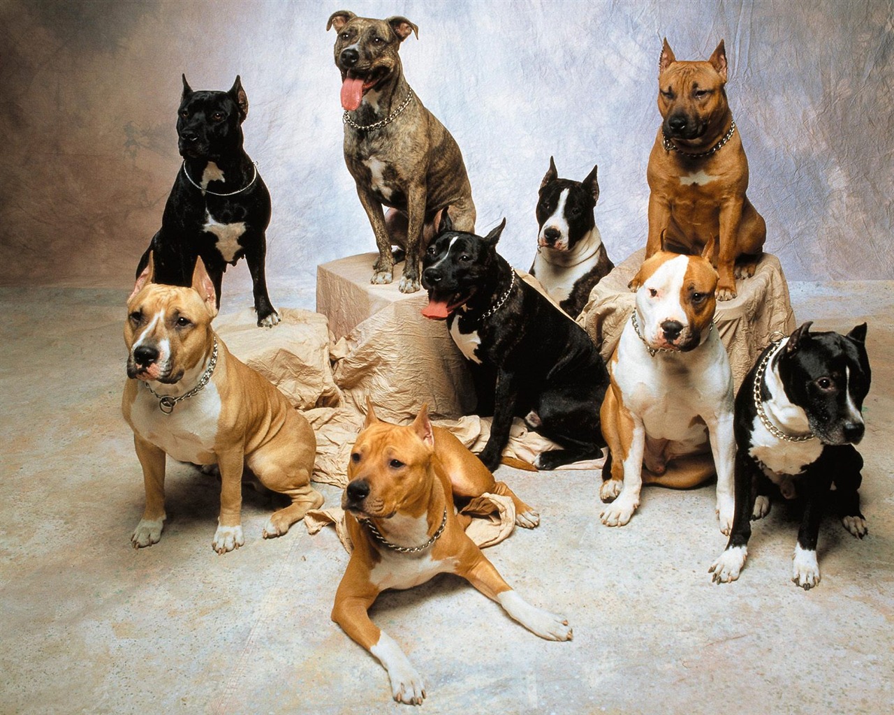 1600 dog photo wallpaper (3) #12 - 1280x1024