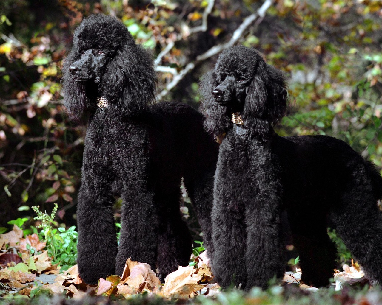 1600 dog photo wallpaper (3) #16 - 1280x1024