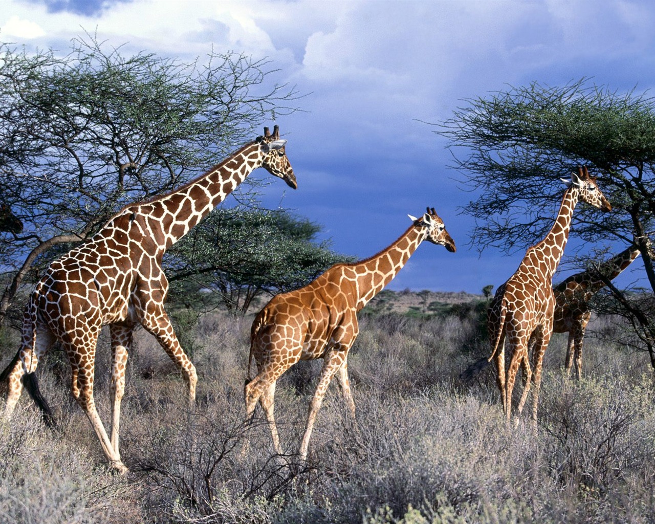 Giraffe Wallpaper Alben #13 - 1280x1024