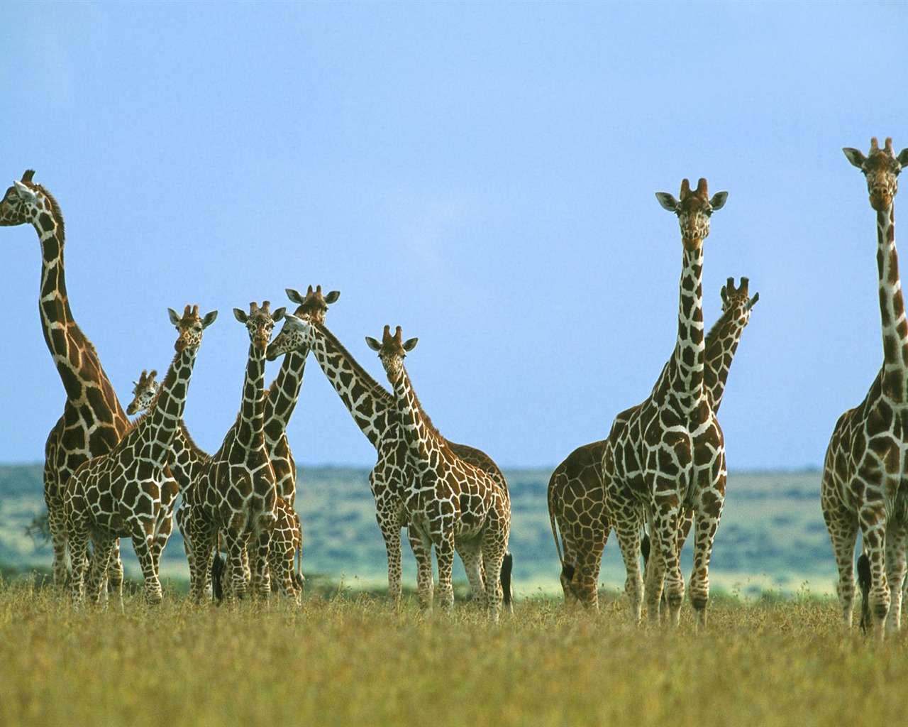 Giraffe wallpaper alba #14 - 1280x1024